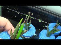 11 best mangrove images