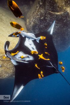 10 best manta rays