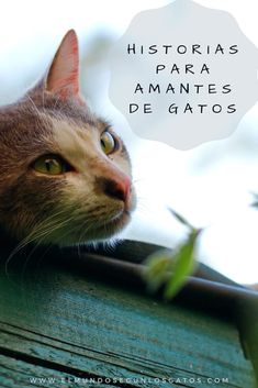 10 Ideas De Asadores Para Jardin Asadores Para Jardin Plantas Toxicas Cuidado Del Gatito