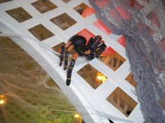 halloween decorations photo gallery american party rental austin tx