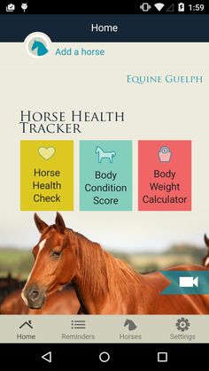 Carefree Enzymes 94089 Bit Wipes Horse Health /& Care