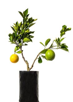3203 Best Meyer Lemon Tree Images In 2019 Bakery Recipes 3203 Best Meyer Lemon Tree Images In 2019 Bakery Recipes