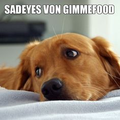 23 best the internet names animals images on pinterest funny