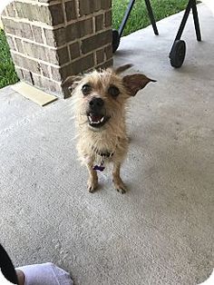 cairn terrier chihuahua cairn terrier chihuahua