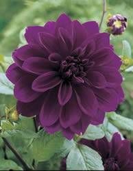 106 Best Fresh Flowers Foliages Plants Images Foliage Dark Purple Dahlia My Fav Color Gerbera Flowers