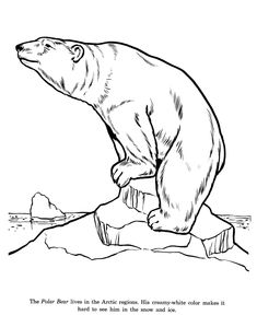 Polar Bear Coloring Sheets And Pictures