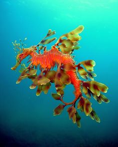 57 best leafy sea