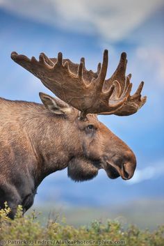 Moose Hunting But I Need A Wall Big Enough To Hang It On First