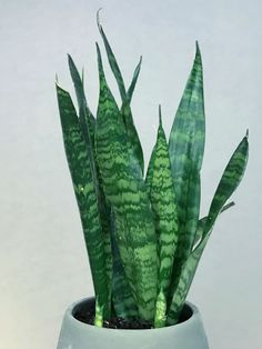 94 Best Sansevieria Images Plants Planting Flowers Succulents 94 Best Sansevieria Images Plants