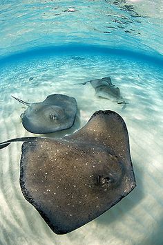 55 best rays and