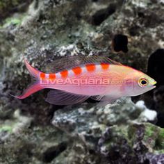 43 best saltwater tank
