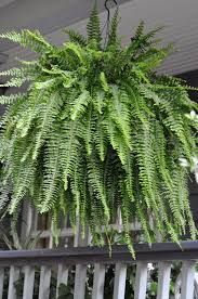 Faux Hanging Fern Houseplants Pinterest Plants And Artificial Ferns Use On Front Porches Hanging Fernshanging Basket