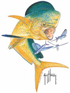 dolphin fish drawings dolphin fish drawings