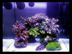 Jbj 45 Gallon Nano Cube Fresh Or Saltwater Glass Aquarium Rl 45 Glass Aquarium Biotope Aquarium Aquarium