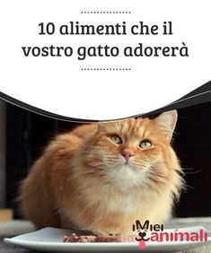 Gratis peloso teen micio immagini