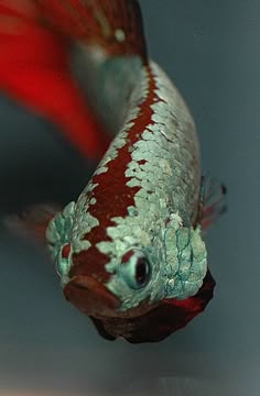 72 best magnetic fish tank cleaner images aquarium ideas exotic