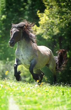 Heavy Horses 6 Nadia the Noriker