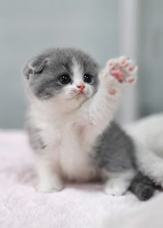 313 best small kittens
