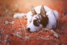 Animal Border Collie Dogs Pet Dog Wallpaper Wallpaper Grab