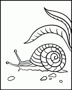 beautiful snail coloring sheet