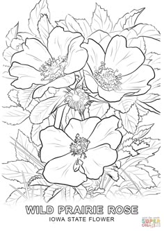 Iowa State Flower Coloring Page