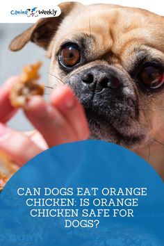 460 Homemade Dog Food ideas homemade dog food homemade dog dog nutrition