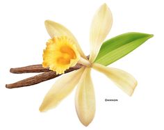 66 best vanilla orchids