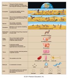 Levels of ecological organization worksheet answers