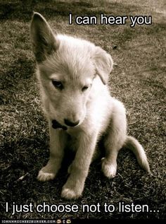 Sounds Waaaaaaaaaaay To Familiar Lol Funny Animal Quotes Funny Animals Sounds Waaaaaaaaaaay To Familiar Lol Funny Animal Quotes Funny Animals