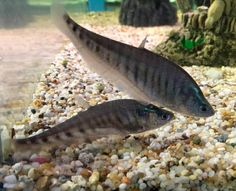 35 best knifefish images