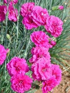 40 CARNATIONS FILLED MIX SEEDS Flower UK Fast Despatch Biennial Dianthus