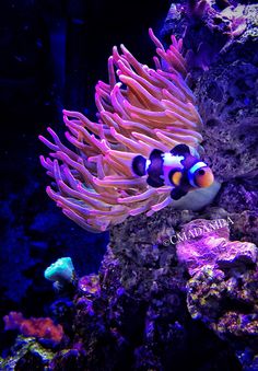 95 best clownfish images