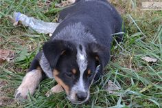 Australian Cattle Dog Puppies For Sale Nz Australian Cattle Dog Puppies For Sale Nz