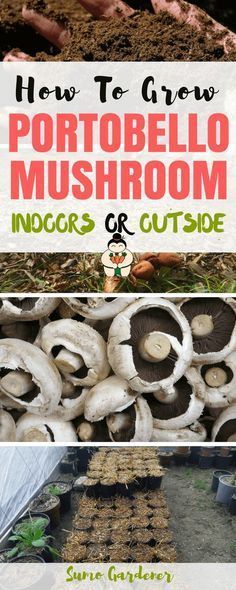 Growing Your Own Shiitake Mushrooms! Doesn\u0027t seem too hard, just - champignon de maison merule Growing Your Own Shiitake Mushrooms! Doesn\u0027t seem too hard, just - champignon de maison merule