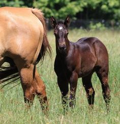 Mejores 179 imágenes de POTRILLOS en Pinterest | Horses, American ... Mejores 179 imágenes de POTRILLOS en Pinterest | Horses, American ...