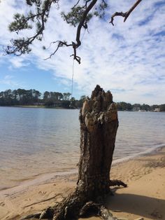 7 Best Vb North End Images On Pinterest Virginia Beach Landing First Landing State Park In Virginia Beach Http Www Vbnorthend