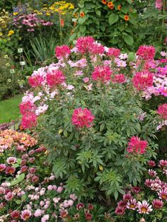 /"CHERRY QUEEN/" SPIDER FLOWER SEEDS RUSSIAN CLEOME