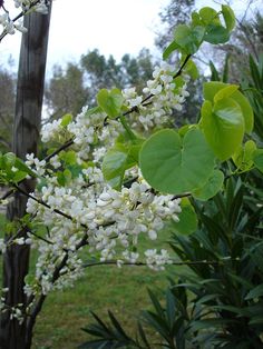 Judas Tree 10+ Seeds Heirloom! Cercis siliquastrum