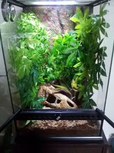crested gecko habitat kit with tribal art large 18 x 18 x 24 crested gecko tank size