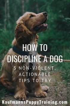 Dog Training At Home Dogtrainingpaysoff 9382296944