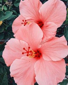 Crazy Creek Adventure Original Chaise-Orange//Hibiscus