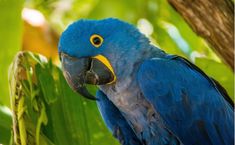 コンパニオンバード Companion Bird のアイデア 34 件 バード インコ 鸚哥 コンパニオンバード Companion Bird のアイデア 34 件 バード インコ 鸚哥
