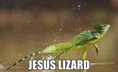 112 best animal names