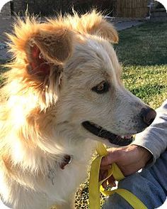 golden retriever rescue boulder colorado ellis border collie samoyed golden retriever mix jpg mag photo contest entry pet golden retriever rescue boulder colorado ellis border collie samoyed golden retriever mix jpg mag photo contest entry pet