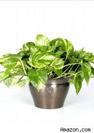 65 Best Hard To Kill Houseplants Images On Pinterest In 2018 5 Hard To Kill Houseplants And How Not Them