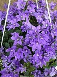 Tre Fiori Master Gisela-Tradescantia andersoniana