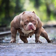 american bully micro bully