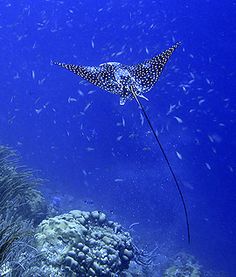 147 best stingrays images