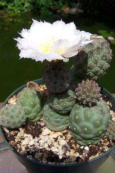 23 Tephrocactus ideas | cactus plants, cacti and succulents ...