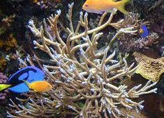 13 best corals i